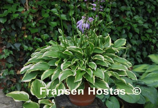 Hosta Tsugaru Komachi Fukurin